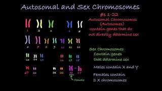 Reading Karyotypes [upl. by Nahallac]