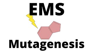 EMS Mutagenesis explained [upl. by Arlo]