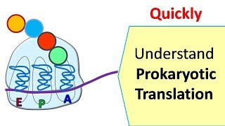 Translation in prokaryotes  Protein synthesis in prokaryotes [upl. by Shlomo]