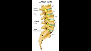 Two Minutes of Anatomy Lumbar Spine [upl. by Aina239]