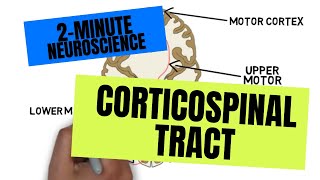 2Minute Neuroscience Corticospinal Tract [upl. by Jule]