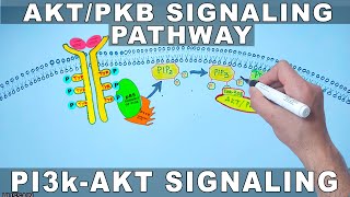 AKTPKB Signaling Pathway  PI3k Signaling [upl. by Martie736]