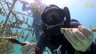 Florida Coral Farming  JONATHAN BIRDS BLUE WORLD [upl. by Arela311]