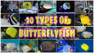 20 TYPES OF BUTTERFLYFISH [upl. by Ulysses]