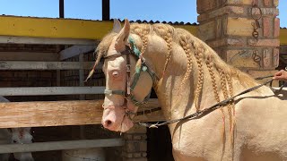 En este rancho están los Mejores Caballos [upl. by Frannie]