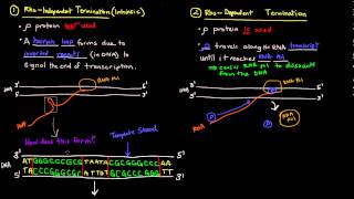 Transcription Part 5 of 6  Termination in Prokaryotes [upl. by Atiuqel]