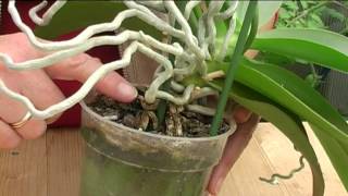 How to Grow Orchids [upl. by Anrak]