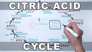 Citric Acid Cycle  Krebs Cycle [upl. by Nidnerb]