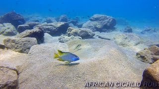 Chizumulu Island  Lake Malawi Cichlids  HD Underwater Footage [upl. by Nolrah]