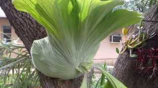 Australian Giant Staghorn Fern Platycerium superbum [upl. by Rae]