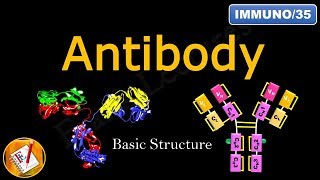 Detailed Antibody Structure FLImmuno35 [upl. by Daloris]