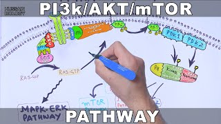 PI3kAKTmTOR Pathway [upl. by Novonod684]