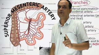 SUPERIOR MESENTERIC ARTERY  ANATOMY [upl. by Aineg]