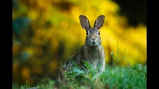 Hasengeräusche  bunny sounds [upl. by Tara554]