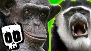 Chimps vs Colobus  Deadliest Showdowns Ep 5  BBC Earth Explore [upl. by Brownley]