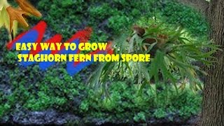 How to Grow Staghorn Fern from spore [upl. by Diaz]