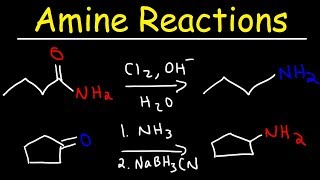 Amine Synthesis Reactions [upl. by Meit]