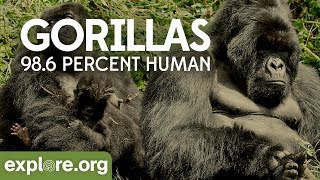 Gorilla Habitat and Conservation Efforts [upl. by Susanetta]