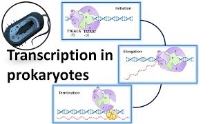 Prokaryotic Transcription overview [upl. by Leahicm696]