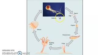 Cnidarians and Their LIfe Cycle [upl. by Yecnay589]