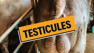 Les testicules malades  CRYPTORCHIDIE HYDROCELE TORSION CANCER  WhyDoc 7 [upl. by Ruth335]