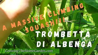 Growing GIGANTIC SQUASH Trombetta di Albenga  Climbing SquashZucchini trombetta AKA Tromboncino [upl. by Ahsitel]