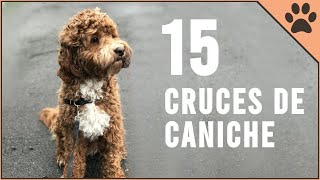 15 Cruces De Caniche  Perros Mundo [upl. by Machute410]