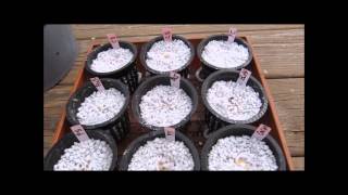 Starting Seed in Perlite [upl. by Atinal]