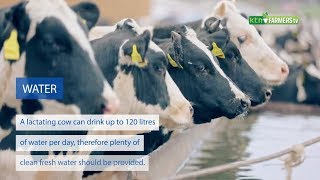 How to boost milk production in dairy cows [upl. by Goulden]