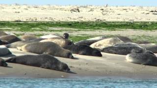 Wilde Seehunde Fanö  Seals Fanø Island  Denmark  Dänemark [upl. by Yrrah741]