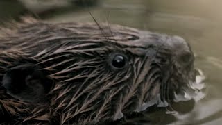 Wild Beavers Return After 400 Years  Wild Rescue  BBC Earth [upl. by Akemrej]