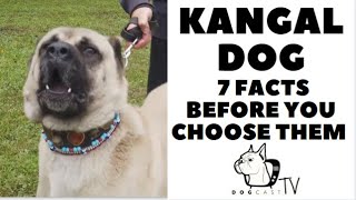 Before you buy a dog  THE KANGAL  7 facts to consider DogCastTV [upl. by Natrav]