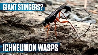 Parasitic Ichneumon Wasp [upl. by Eidoj]