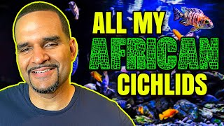 African Cichlid Tank Species List  All My Fish And Where I Got Them [upl. by Arbas]