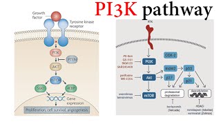 Pi3k Pathway [upl. by Drusilla]