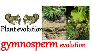 Plant evolution  gymnosperm evolution [upl. by Truscott]