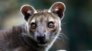 Fossa Unique Animal in Madagascar [upl. by Abehs100]