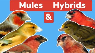 British Finch Mules amp Hybrids  The initial pairing and information [upl. by Luciana]