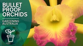 Top tips for orchid success  Indoor plants  Gardening Australia [upl. by Ayikaz]