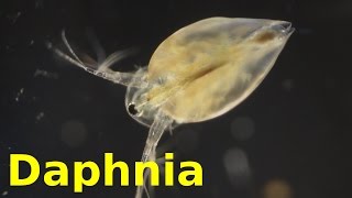 Daphnia [upl. by Llewen235]