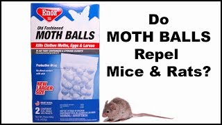 Do Moth Balls Repel Mice Mousetrap Monday [upl. by Eetsim]