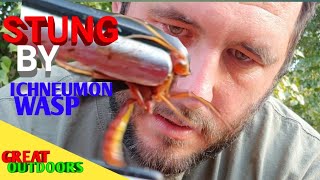 Stung by parasitic wasp parasitoids Ichneumon wasp sting test [upl. by Pardoes]