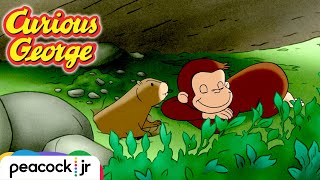 A Different Day for Groundhogs  CURIOUS GEORGE [upl. by Rednaxela]