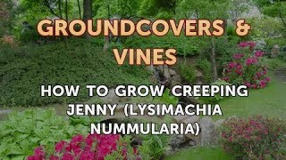 How to Grow Creeping Jenny Lysimachia Nummularia [upl. by Fanya]