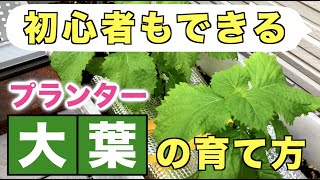 【初心者でもできる】大葉の育て方【増やし方、水やり、病害虫対策、追肥、プランター】 [upl. by Dressler467]