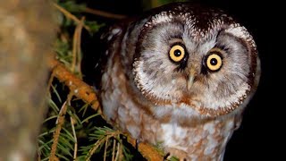 BOREAL OWL call Bird sounds at night [upl. by Ethbun]