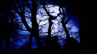 Forest at Night Sounds  Owls amp Crickets  Rustling leaves and wind [upl. by Corydon]