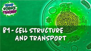 B1  WHOLE TOPIC GCSE CELL STRUCTURE AND TRANSPORT [upl. by Naryt]