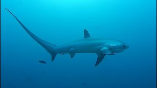 Facts The Thresher Shark [upl. by Anide337]