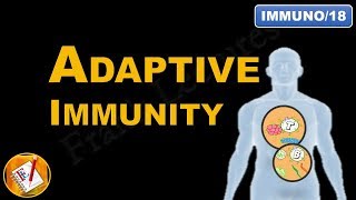 Adaptive Immunity  An Introduction FLImmuno18 [upl. by Aneelahs]